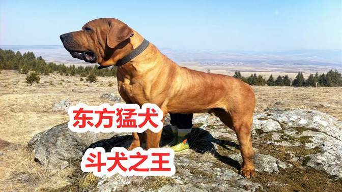 日本土佐犬vs纯种藏獒